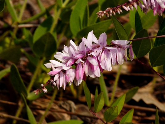 {Indigofera decora}